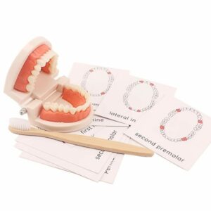 Teeth Model Set  S