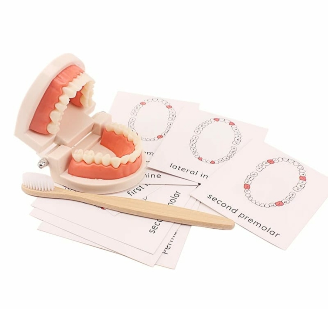 Teeth Model Set  S