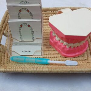Teeth Model Set  L