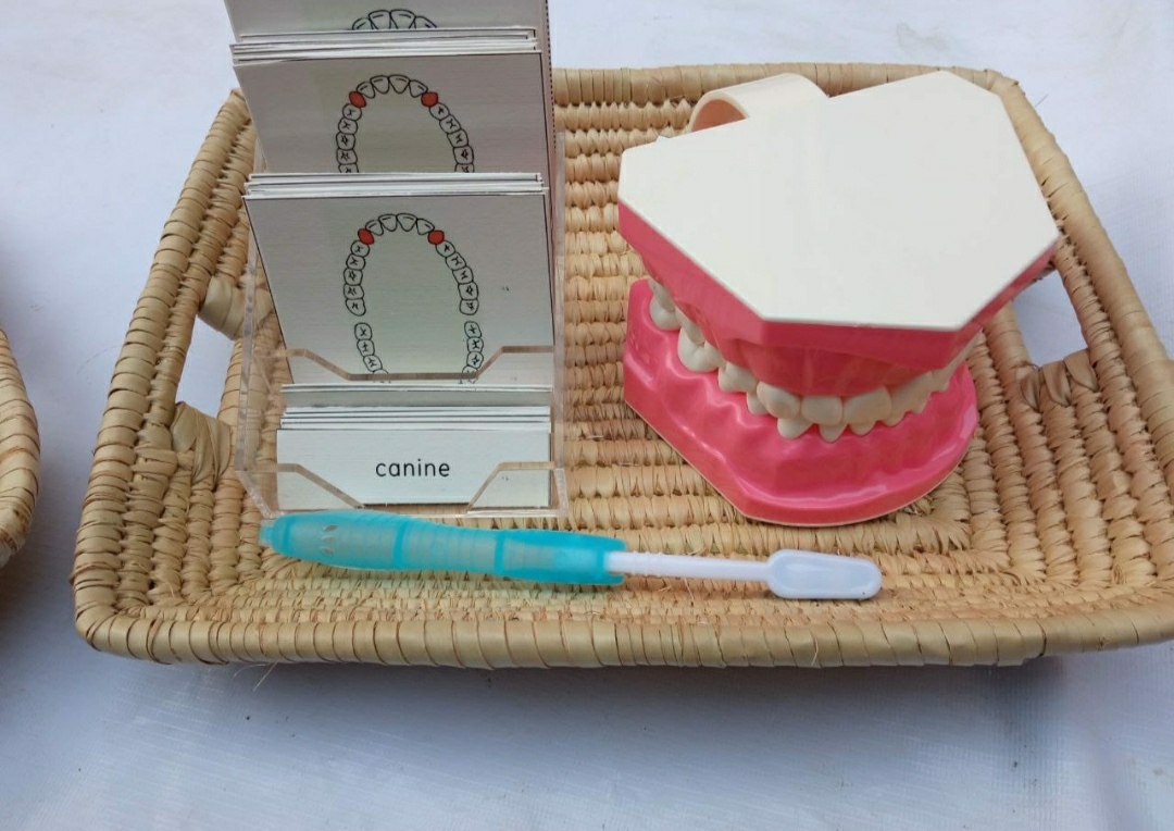 Teeth Model Set  L